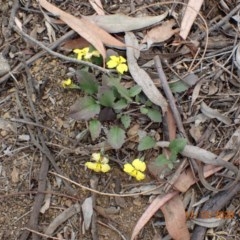 Goodenia hederacea (Ivy Goodenia) at Majura, ACT - 12 Dec 2020 by Ghostbat