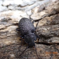 Adelium porcatum (Darkling Beetle) at Majura, ACT - 12 Dec 2020 by FeralGhostbat