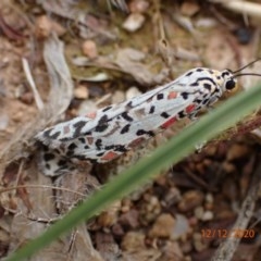 Utetheisa pulchelloides (Heliotrope Moth) at Mount Ainslie - 12 Dec 2020 by FeralGhostbat