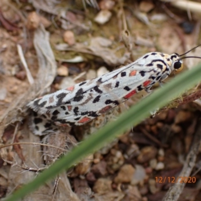 Utetheisa pulchelloides (Heliotrope Moth) at Mount Ainslie - 12 Dec 2020 by FeralGhostbat
