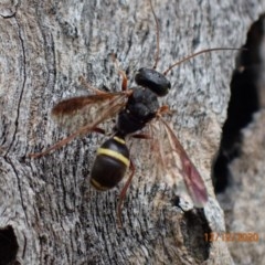 Trigonalidae (family) (Trigonalid wasp) at Mount Ainslie - 12 Dec 2020 by FeralGhostbat