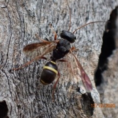 Trigonalidae (family) (Trigonalid wasp) at Majura, ACT - 12 Dec 2020 by FeralGhostbat