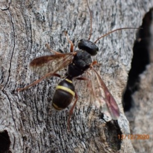 Trigonalidae (family) at Majura, ACT - 12 Dec 2020 03:17 PM