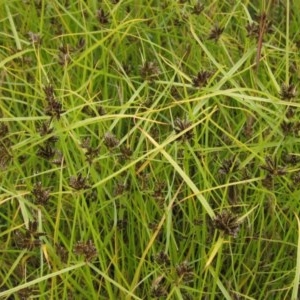 Cyperus sanguinolentus at Holt, ACT - 12 Dec 2020