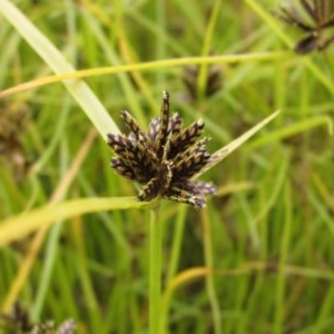 Cyperus sanguinolentus at Holt, ACT - 12 Dec 2020