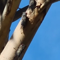 Psaltoda moerens (Redeye cicada) at National Arboretum Woodland - 9 Dec 2020 by galah681