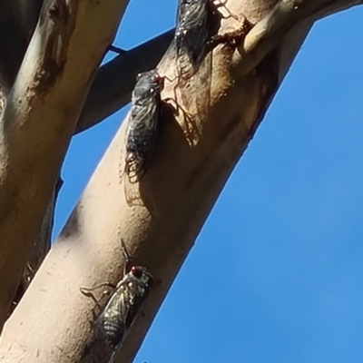 Psaltoda moerens (Redeye cicada) at National Arboretum Woodland - 9 Dec 2020 by galah681