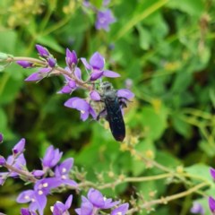 Austroscolia soror (Blue Flower Wasp) at Sth Tablelands Ecosystem Park - 12 Nov 2020 by galah681