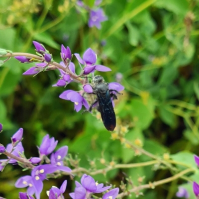 Austroscolia soror (Blue Flower Wasp) at National Arboretum Woodland - 12 Nov 2020 by galah681