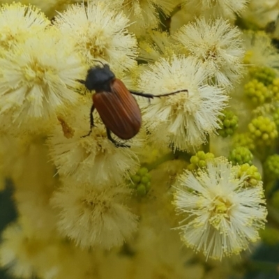 Phyllotocus rufipennis (Nectar scarab) at Molonglo Valley, ACT - 12 Nov 2020 by galah681