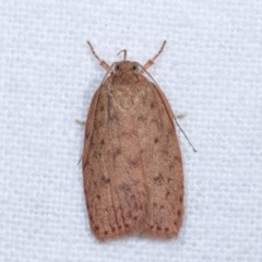 Garrha repandula (a Concealer Moth) at Melba, ACT - 16 Nov 2020 by kasiaaus