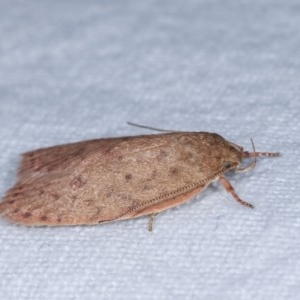 Garrha repandula at Melba, ACT - 16 Nov 2020