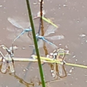 Coenagrionidae (family) at National Arboretum Forests - 19 Nov 2020 11:57 AM