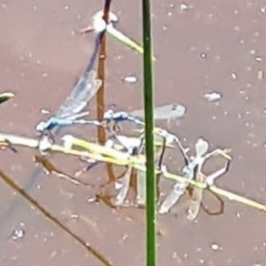 Coenagrionidae (family) at National Arboretum Forests - 19 Nov 2020 11:57 AM