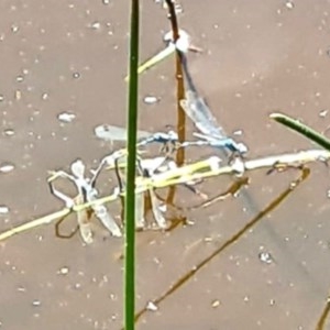 Coenagrionidae (family) at National Arboretum Forests - 19 Nov 2020