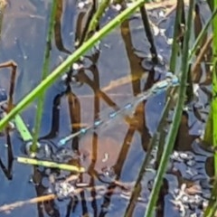 Coenagrionidae (family) at National Arboretum Forests - 19 Nov 2020 11:57 AM