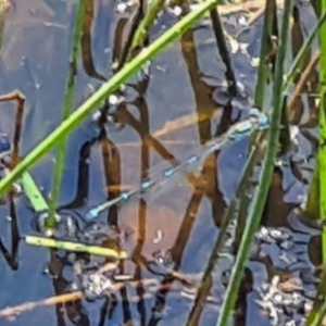 Coenagrionidae (family) at National Arboretum Forests - 19 Nov 2020