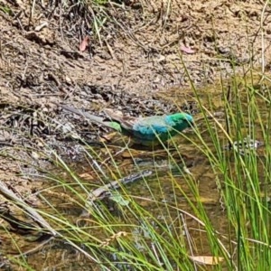 Psephotus haematonotus at Molonglo Valley, ACT - 19 Nov 2020