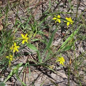 Tricoryne elatior at Molonglo Valley, ACT - 19 Nov 2020