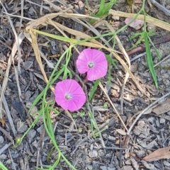 Convolvulus angustissimus subsp. angustissimus (Australian Bindweed) at National Arboretum Forests - 19 Nov 2020 by galah681