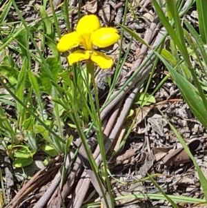 Goodenia pinnatifida at Molonglo Valley, ACT - 19 Nov 2020