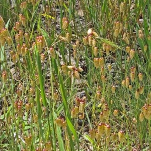 Briza maxima at Molonglo Valley, ACT - 19 Nov 2020