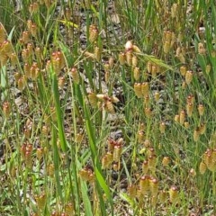 Briza maxima (Quaking Grass, Blowfly Grass) at Molonglo Valley, ACT - 19 Nov 2020 by galah681