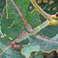 Paropsisterna m-fuscum (Eucalyptus Leaf Beetle) at Molonglo Valley, ACT - 25 Nov 2020 by galah681