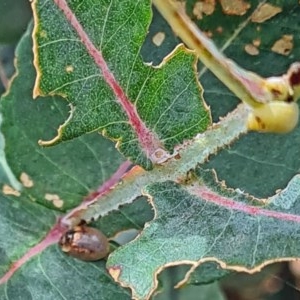 Paropsisterna m-fuscum at Molonglo Valley, ACT - 25 Nov 2020