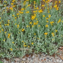 Chrysocephalum apiculatum (Common Everlasting) at Molonglo Valley, ACT - 25 Nov 2020 by galah681