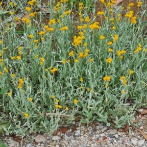 Chrysocephalum apiculatum at Molonglo Valley, ACT - 25 Nov 2020