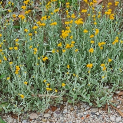 Chrysocephalum apiculatum (Common Everlasting) at National Arboretum Forests - 25 Nov 2020 by galah681