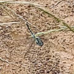 Unidentified Dragonfly (Anisoptera) at National Arboretum Forests - 25 Nov 2020 by galah681