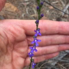 Lobelia browniana at Majura, ACT - 12 Dec 2020 by WalterEgo