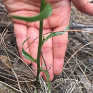 Lobelia browniana at Majura, ACT - 12 Dec 2020