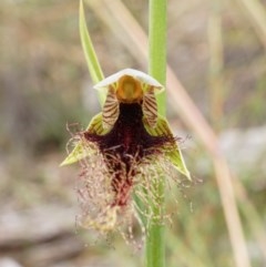 Calochilus therophilus (Late Beard Orchid) at Black Mountain - 12 Dec 2020 by shoko