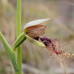 Calochilus therophilus at Watson, ACT - suppressed