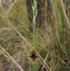 Calochilus therophilus at Watson, ACT - suppressed