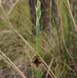 Calochilus therophilus at Watson, ACT - 12 Dec 2020