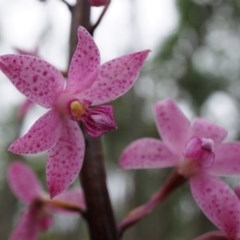 Dipodium roseum (Rosy Hyacinth Orchid) at Black Mountain - 5 Dec 2020 by shoko