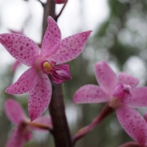 Dipodium roseum at Watson, ACT - 5 Dec 2020