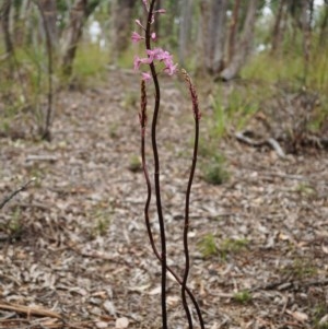 Dipodium roseum at Watson, ACT - 5 Dec 2020