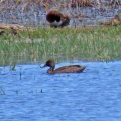 Stictonetta naevosa (Freckled Duck) at Fyshwick, ACT - 11 Dec 2020 by RodDeb