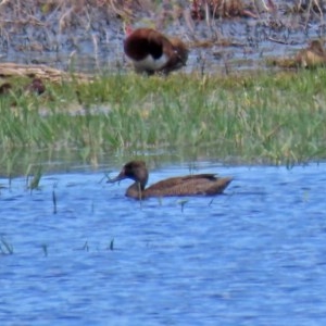 Stictonetta naevosa at Fyshwick, ACT - 11 Dec 2020