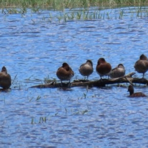 Stictonetta naevosa at Fyshwick, ACT - 11 Dec 2020