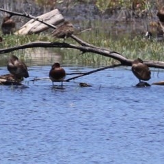 Stictonetta naevosa at Fyshwick, ACT - 11 Dec 2020