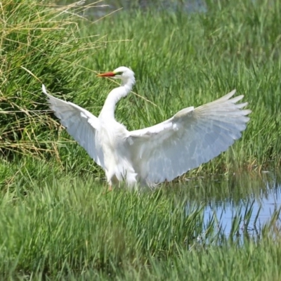 Ardea plumifera (Plumed Egret) at Fyshwick, ACT - 11 Dec 2020 by RodDeb