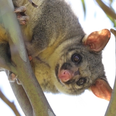 Trichosurus vulpecula (Common Brushtail Possum) at Jerrabomberra Wetlands - 11 Dec 2020 by RodDeb