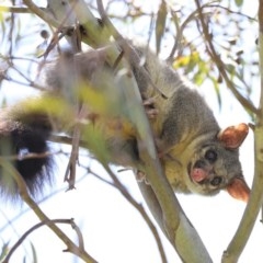 Trichosurus vulpecula at Fyshwick, ACT - 11 Dec 2020