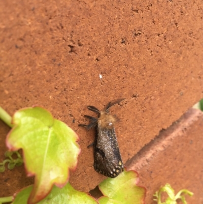 Epicoma contristis (Yellow-spotted Epicoma Moth) at Hackett, ACT - 12 Dec 2020 by WalterEgo